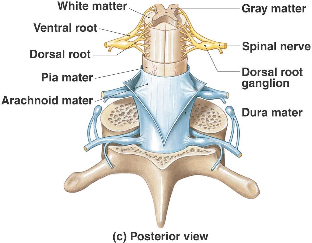 Spinal Meninges Figure 14.