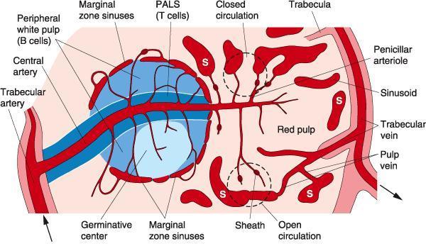 around these arterioles theres aggregations of lymphocytes that make a sheath around these arteriole called periarteriolar lymphoid sheath( PALS )