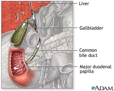 through the hepatic ducts, into the gallbladder Exits the gallbladder via the cystic duct Flows from the