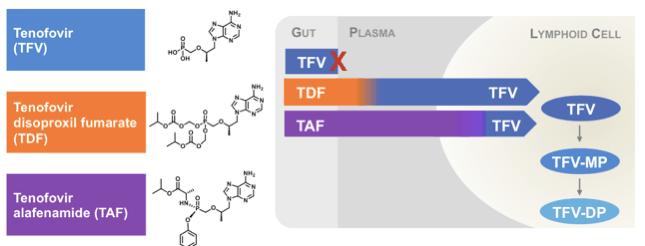 Tenofovir AlaFenamide Pro-drug of active TFV More stable in plasma