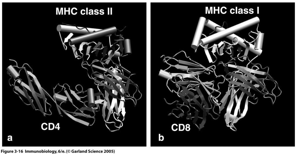 What s with these CD names CD stands for cluster of differentiation Co-receptors bind to non-polymorphic regions of MHC I (CD8) or II (CD4) Many labs generated monoclonal antibodies against