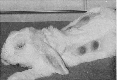 5 ml per site) on the backs of eight adult rabbits. Six controls received the same amount of virus in PBS.