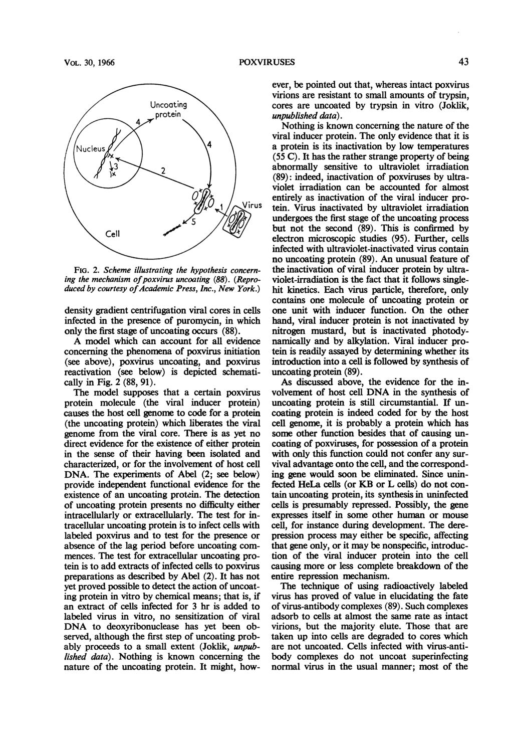 VOL. 30, 1966 POXVIRUSES 43 FIG. 2. Scheme illustrating the hypothesis concerning the mechanism ofpoxvirus uncoating (88). (Reproduced by courtesy ofacademic Press, Inc., New York.