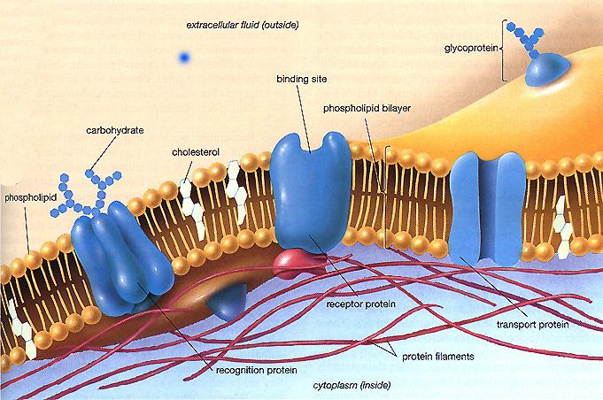 Lipids The cell membrane is a two-layer lipid.