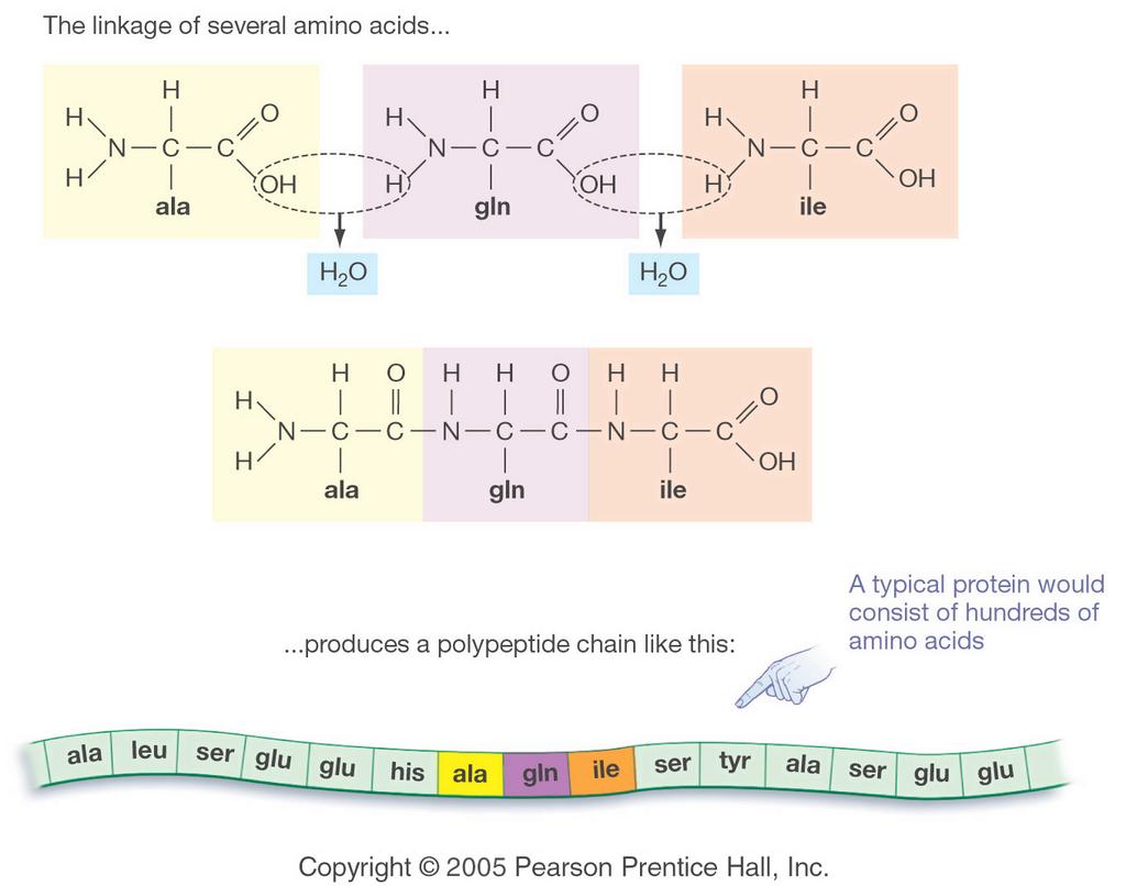 Polypeptides