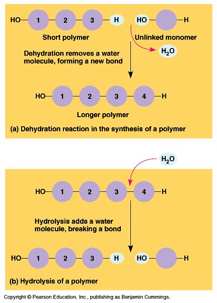 Polymers Polymers are built through a process called dehydration synthesis. Monomers are connected together by removing an H and an OH from two molecules.
