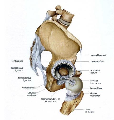 Joints of the Free Limb Hip
