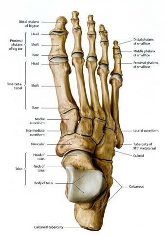 Joints of the Free Limb