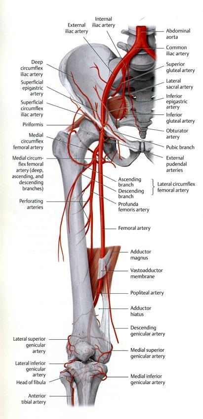 lateral femoral