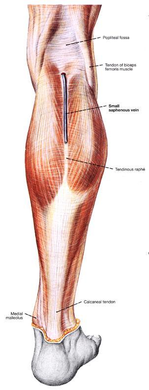 Fascial Compartments of the Leg anterior compartment lateral compartment Anterior crural compartment Lateral crural compartment