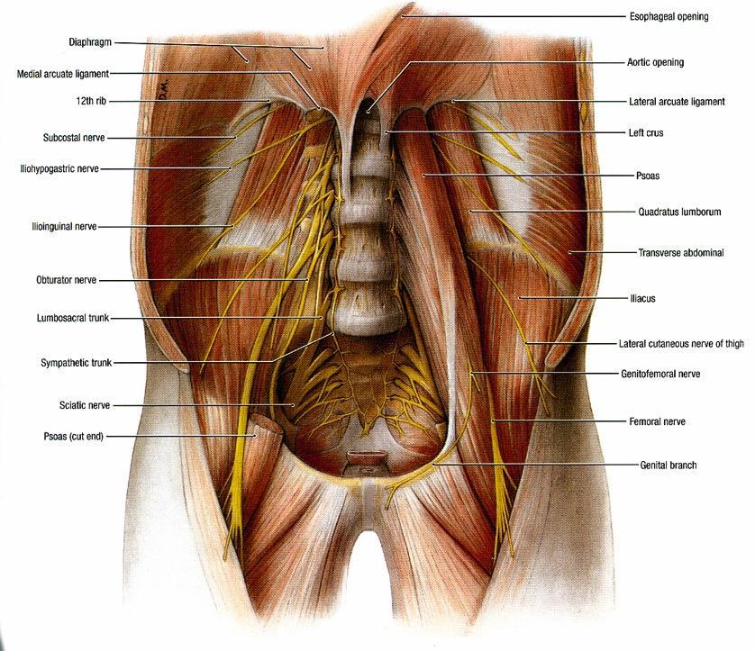 Innervation of the Lower