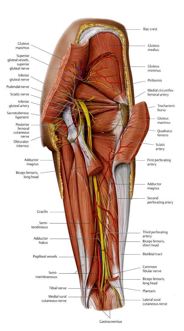 Gluteal innervation: Superior gluteal n (L4,5, S1): gluteus medius m.
