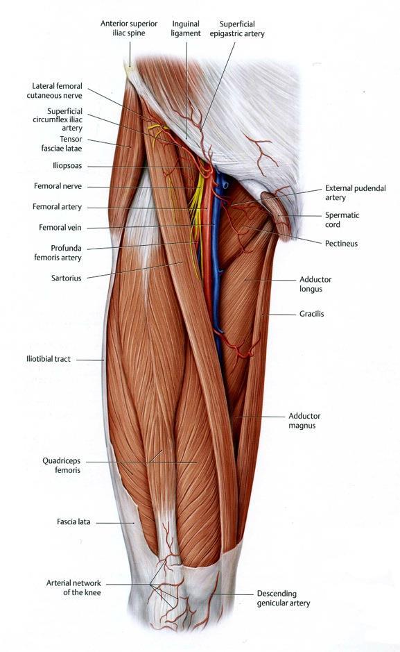 Anterior (extensor) compartment of the thigh