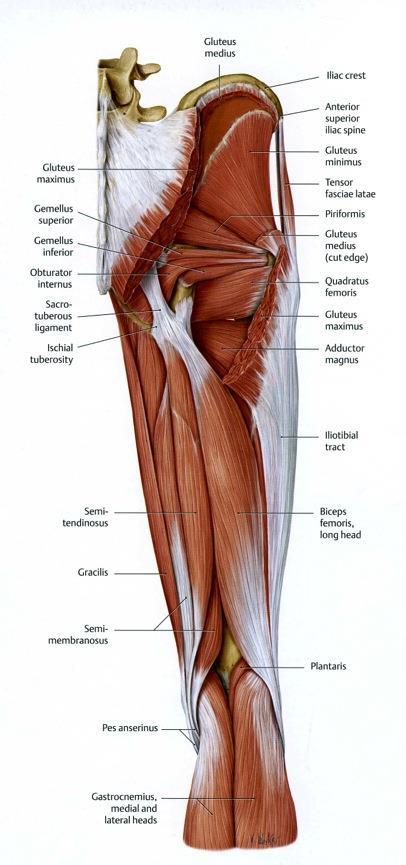 Posterior compartment of the thigh Hamstring mm: arise from ischial tuberosity & are innervated by tibial division of sciatic n.