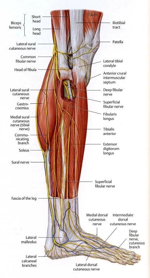 Common fibular nerve Nerve supply to the lateral and
