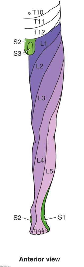Key dermatomes* of the Lower Limb umbilicus - T10 hip crease - L1