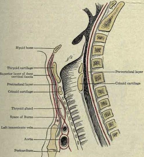 Cervical oesophagus Anterior to prevertebral fascia Posterior to larynx & trachea L of midline Enters thorax in the midline, anterior to T1, then