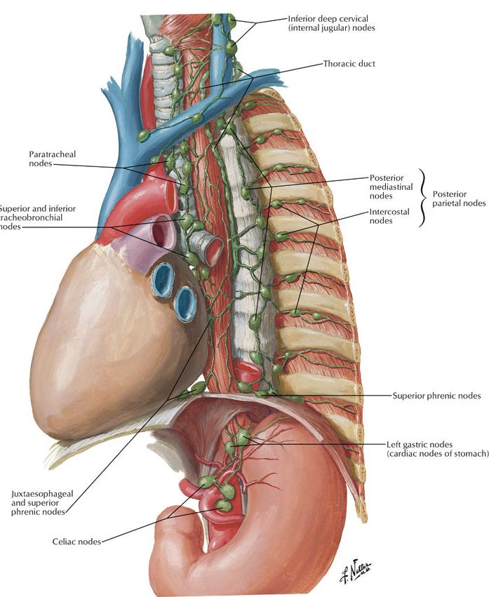 Lymph drainage Follow the arteries Deep cervical nodes (near origin of ITA) Tracheobronchial group Preaortic/coeliac