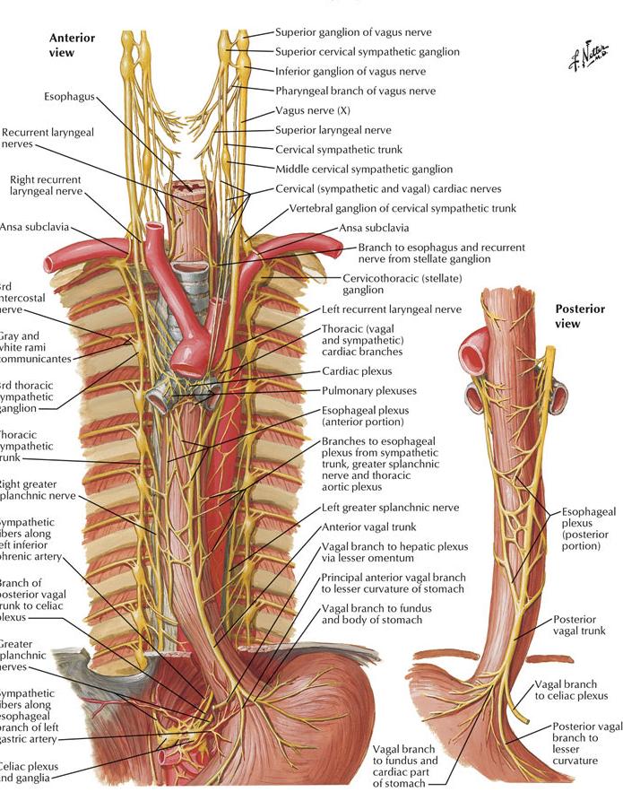 Nerve supply Upper Skeletal muscle RLN Lower Smooth muscle SNS: Sympathetic trunk & greater/lesser splachnics PNS: vagus n