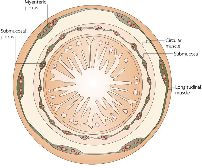 Plexus formation Myenteric plexus Week 4-7 Neural crest cells enter foregut to form MP