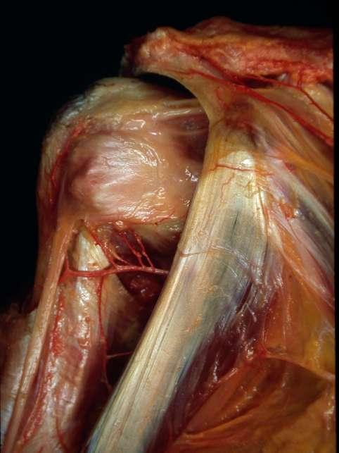 Vascular Anatomy Blood supply Anterior Humeral circunflex Ascending branch, along the lateral ridge biceps grove Enters