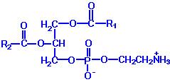 Synthesis of Phosphatidylethanolamine (PE) ethanolamine Contain