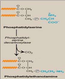 Synthesis of PE - From Ethanolamine: Same way as that used for