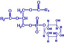 Phosphatidylinositol (PI) inositol Contain stearate (C16) at carbon 1 and arachidonate (C20) at carbon 2.