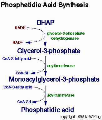 phospholipid (Lysophosphatidic acid)