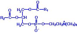 Phosphatidylcholine (lecithins) Choline: Contain palmitate (C16) or stearate (C18) at carbon 1 and oleiate (C18:1), linoleiate ( C18:2) or linolenate (C18:3) at