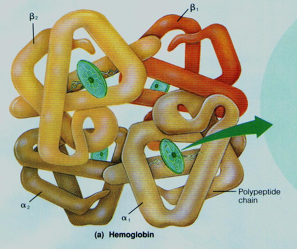 Protein structure: