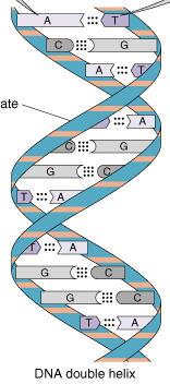 B. Nucleic Acids Two types function in all living things: ( deoxyribonucleic acid ) acts as the genetic material of the chromosome ( ribonucleic acid ) functions in the