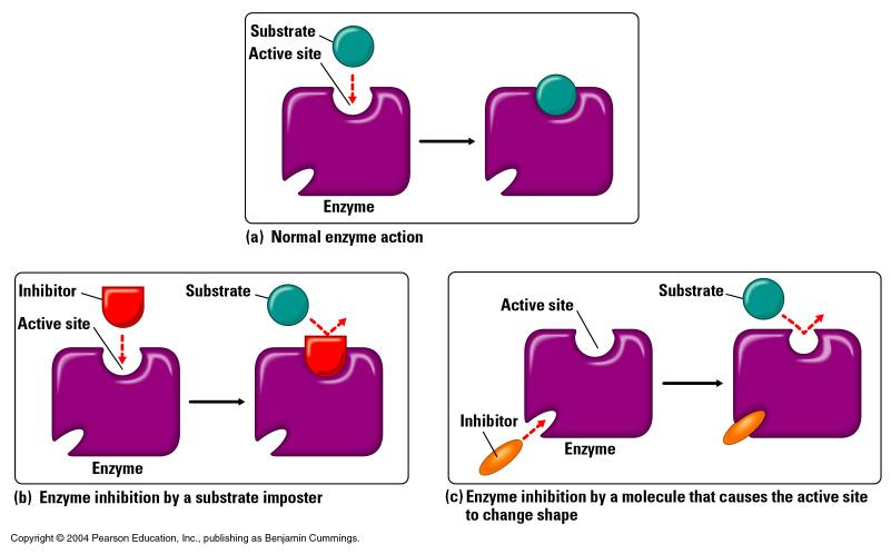 Enzymes Active Site Allosteric Site