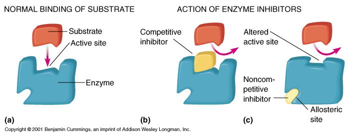 Action of enzyme inhibitors Examples of inhibitors: 1.