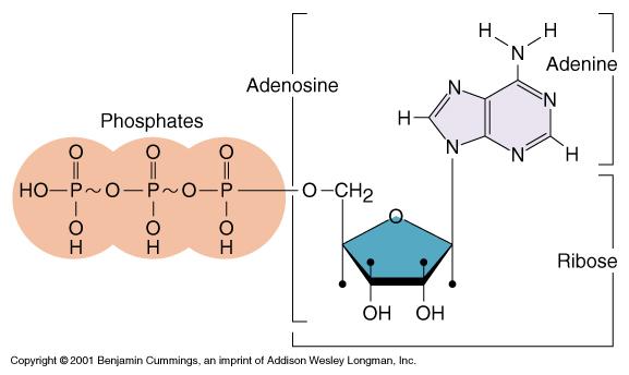 B. Energy and ATP Energy released from catabolism of foods is stored in a compound called ATP (adenosine triphosphate) a molecule of ATP acts like a portable