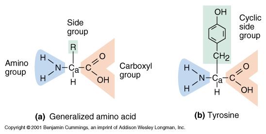 Protein structure: amino acids AMINO ACIDS are