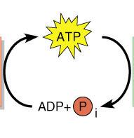 ADP + Phosphate + Energy =