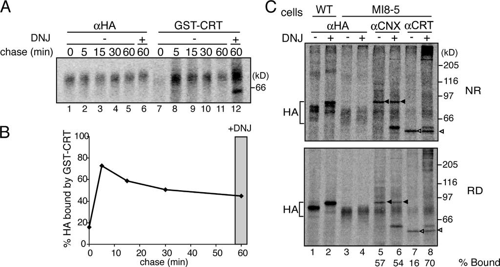 Figure 6. Time course for GT1 reglucosylation of HA. (A) HA was transiently overexpressed in wild-type or MI8-5 cells.