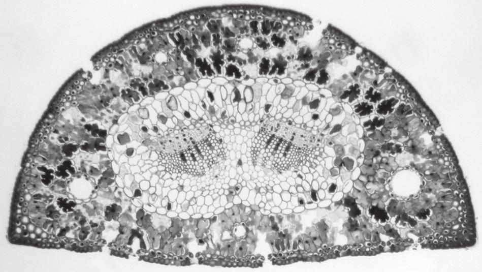 26 The photomicrograph shows a transverse section through a leaf. 10 50 Which features of a xerophytic leaf are visible in this section?