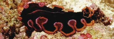 27 1 Flatworms When most people think of worms, they think of long, squiggly earthworms. But there are many other kinds of worms. Some are the length of your body or as thick as your arm.