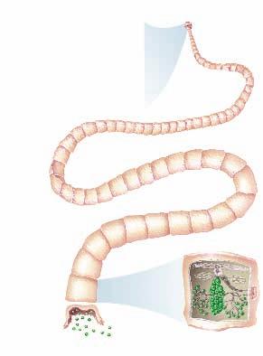 27 1 (continued) Figure 27 6 Ask students: What are proglottids? (The segments that make up most of a tapeworm s body) When a mature proglottid breaks off, what is the result?