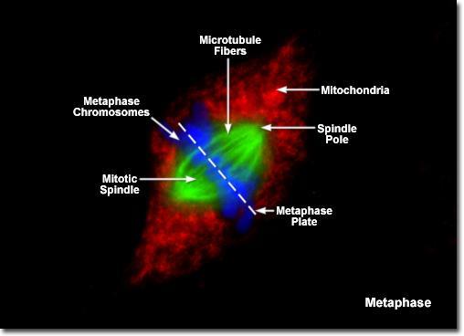Mitotic Phase (Mitosis) Metaphase 10 Chromosomes (sister chromatids)