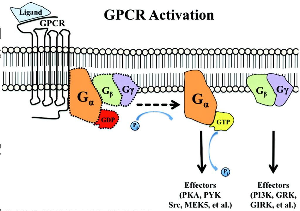 Background Duffy antigen receptor for chemokines (DARC) Lacks intracellular domain to bind G-protein Ligand: most inflammatory cytokines; binding results in