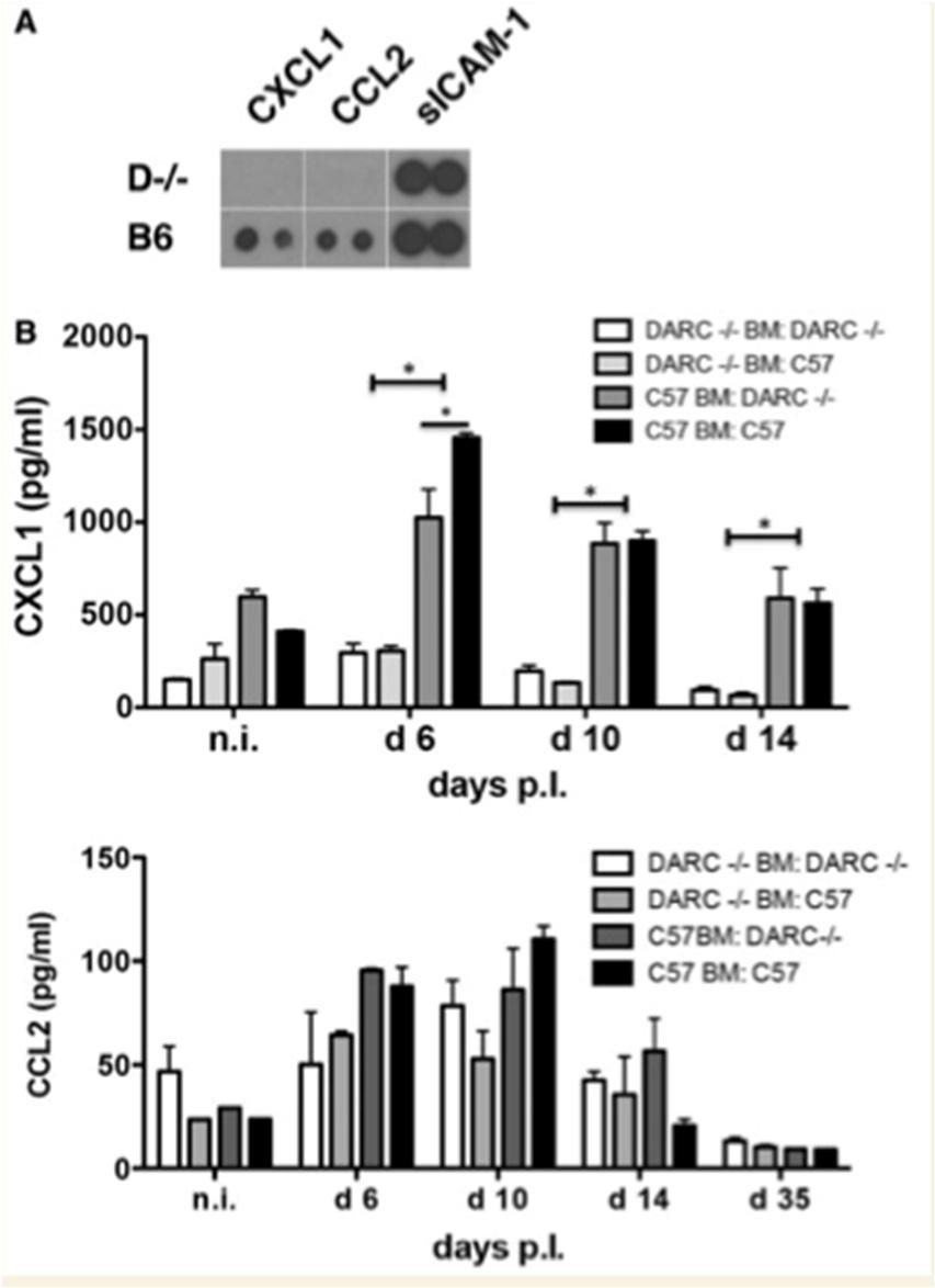 Results Plasma cytokine levels A: absence of DARC -> lower cytokine levels