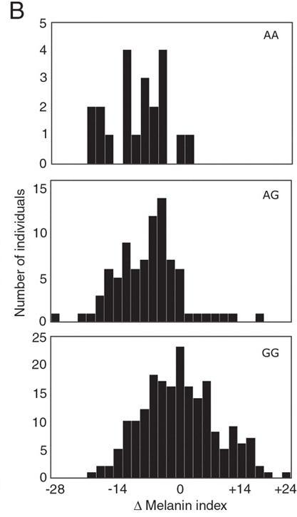 Fig. 6. Effect of SLC24A5 genotype on pigmentation in admixed populations.
