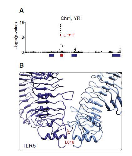 Toll Receptor 5 Shows positive selection in YRI L616F in extracellular binding site Receptor for bacterial flagellin Activates NFkB