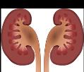 Kidney Disease is assciated with high bld pressure Clin J Am Sc Nephrl 4: 1302 1311, 2009 Kidneys Play an Imprtant