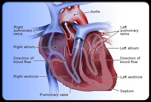Heart Disease (Coronary Artery Disease) Understanding how the heart works To understand heart disease, you must first know how the heart works.