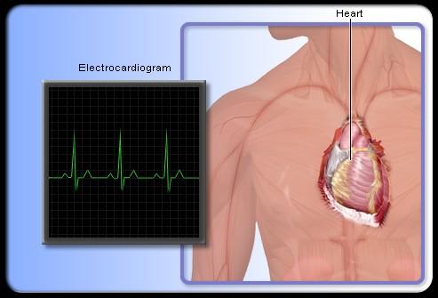 A healthy heart works as an "electrical pump" and needs a strong blood supply to conduct electricity.