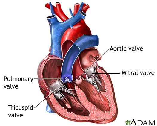 WHAT IS AORTIC STENOSIS? THE AORTIC VALVE The aorta is the major vessel that carries oxygenated blood out of the left side of the heart to the rest of the body.